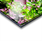 Penelope Purple Acrylic print