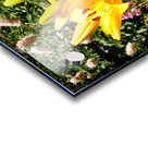 Bursting Beauty 2 Acrylic print