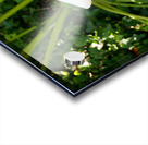 Golden Rod Exposed Acrylic print