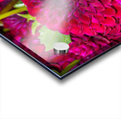 Flower Bloom 4 Acrylic print