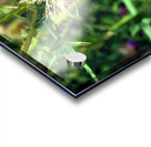 Thistle Be a Good Day Acrylic print