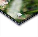 To Bee or Not to Bee  2 Acrylic print