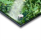 Pop My Cherry Tomato Acrylic print