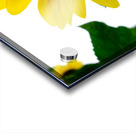 Blooms of Joy 3 Acrylic print