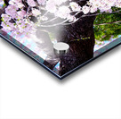 Cherry Blossom 3B Acrylic print