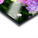 Tulips Are Better Than One 3 Acrylic print