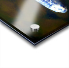 An American Koi Story Acrylic print