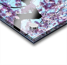 Cherry Blossom 3 Acrylic print