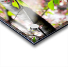 Cherry Blossom 2 Acrylic print