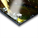Some Very Coy Koi 2 Acrylic print