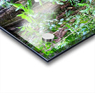 Hiking Hawaii 2 Acrylic print