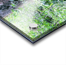 Got Stumped  Acrylic print