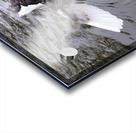 A Black Swan Moment Impression Acrylique