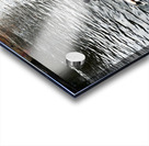 Ducking a Black Swan Moment Acrylic print