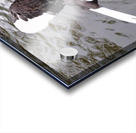 A Black Swan Moment 2 Acrylic print