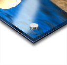 Swan Face 3 Acrylic print