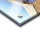 Duck Pose Acrylic print