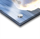 Swan at Rest Acrylic print