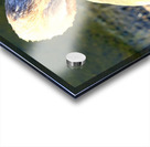 Evil Eye Swan Acrylic print