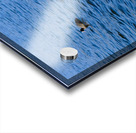 Grace in the Blue: A Swan Among Friends Acrylic print