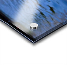 Graceful Swan by the River Acrylic print