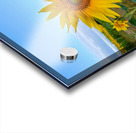 First Light Flower Impression Acrylique