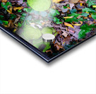 Osage in Autumn Impression Acrylique