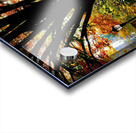 Autumn Radiance Acrylic print