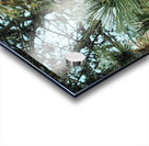 Winter Pinescape Acrylic print