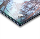 Frozen Lollipop Thistle Acrylic print