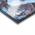 Thorny Lollipop Winter Thistle  Acrylic print