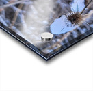 Snow Covered Prick  Winter Thistle Acrylic print