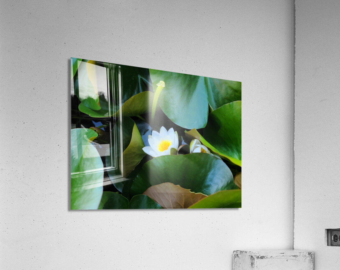 Shy Blossom in Green Embrace Acrylic Print