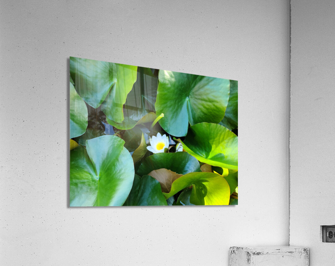 Lusty Lily: Beneath the Folds Acrylic Print