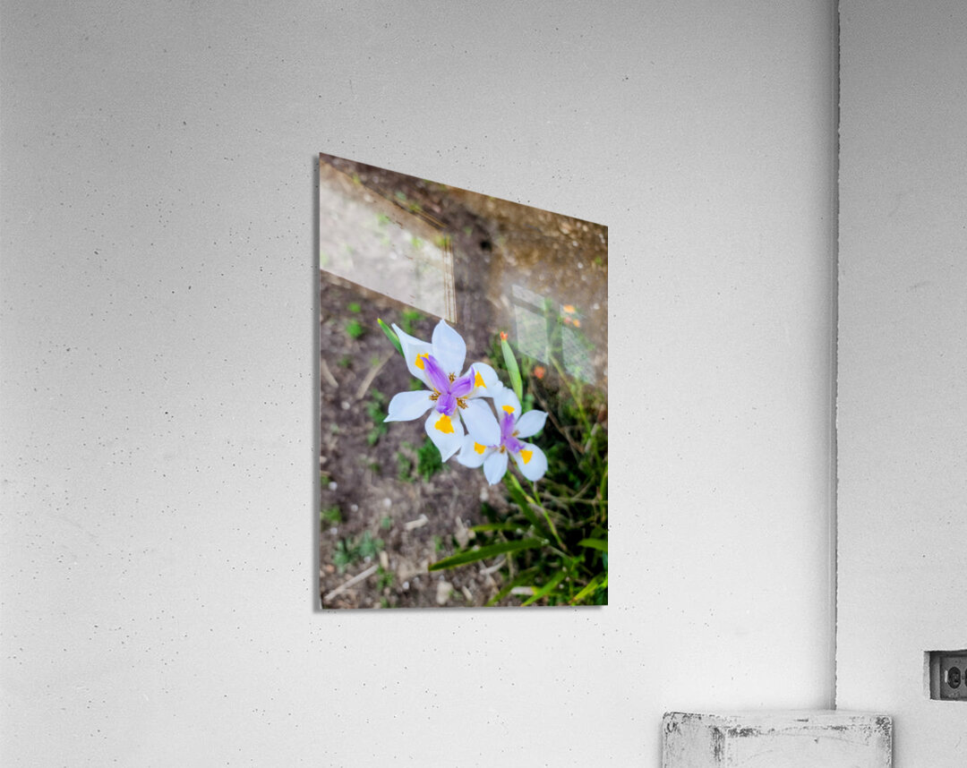 Fortnight Lily Flowers:  The Unfolding of African Iris in Earth’s Stillness Acrylic Print
