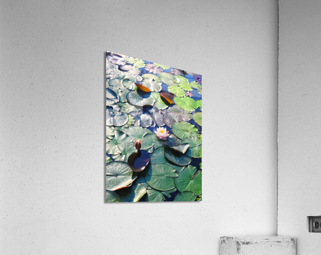 Lotus Lily Love: Promise of the Bloom Acrylic Print