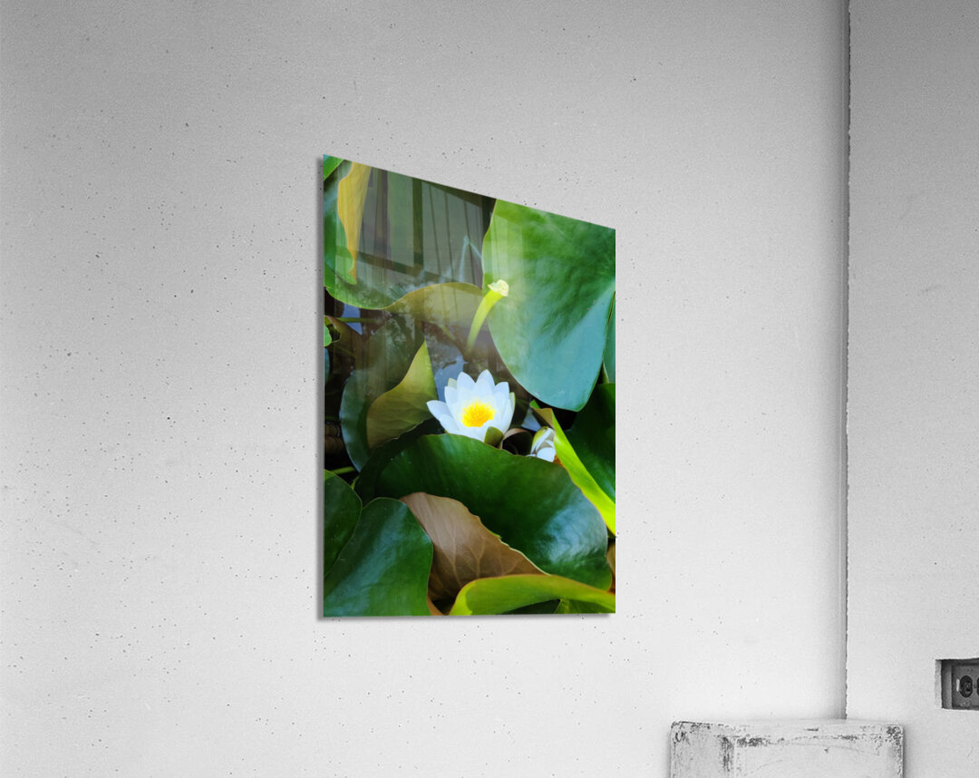 The Quiet Reveal: Beauty Beneath Acrylic Print