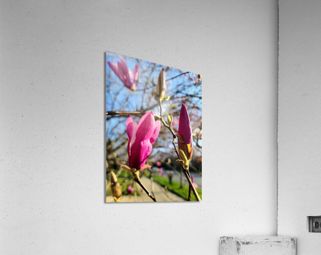 Buds of Hope and the Promise of Spring Acrylic Print