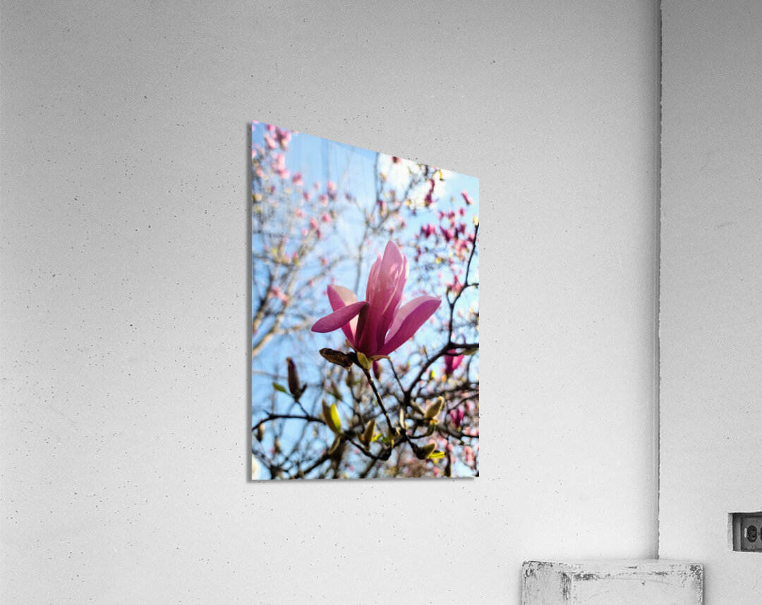 The Quiet Language of Petals Acrylic Print