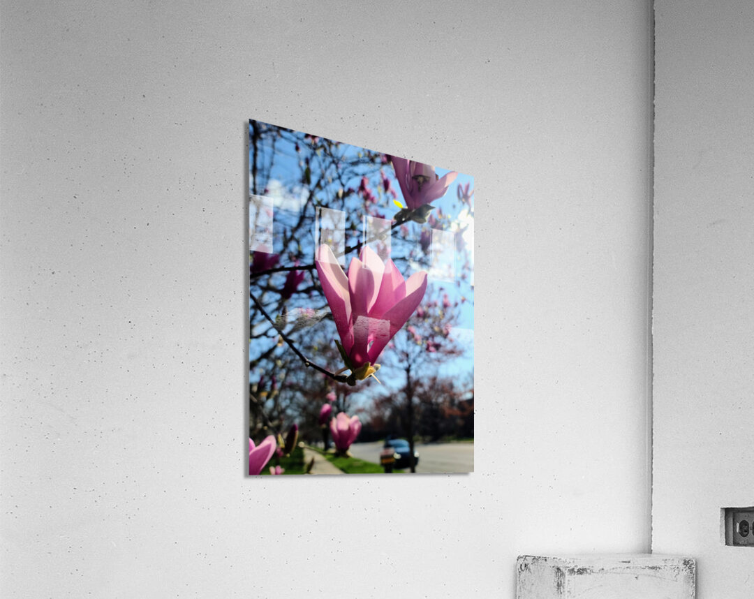 A Magnolia Moment in the Middle of Everything Acrylic Print
