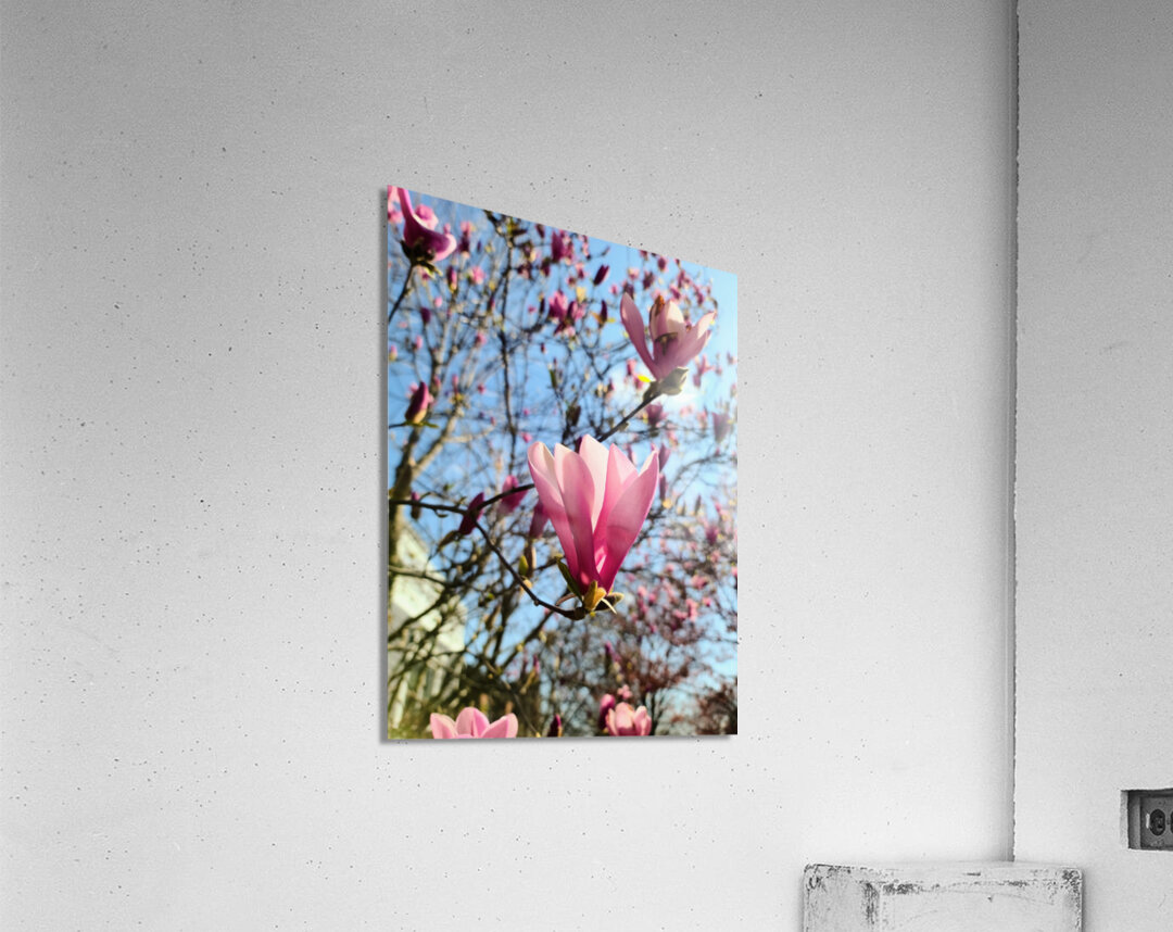 Spring Sun Worshipping Magnolia Acrylic Print