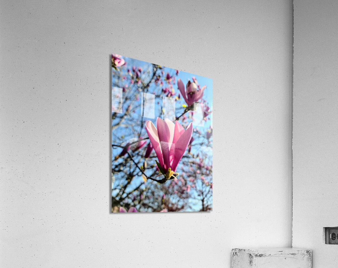 A Magnolias First Embrace of Light Acrylic Print