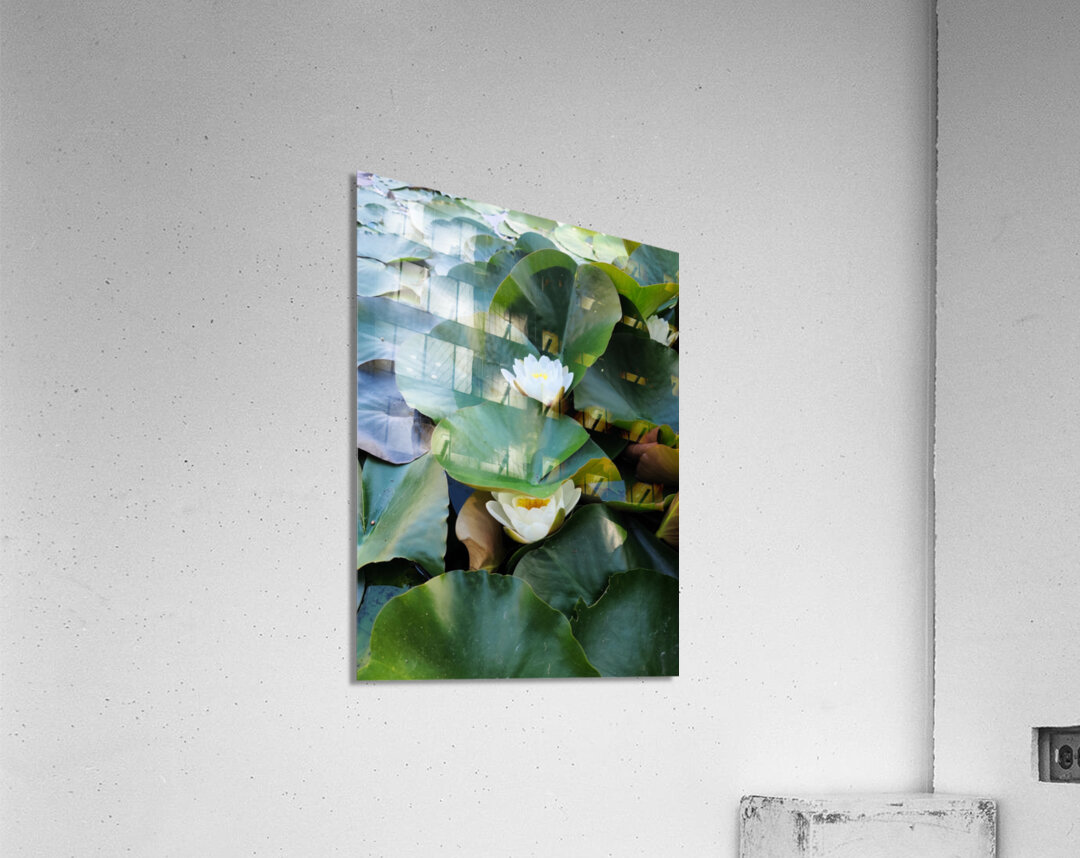 Hidden Beauty Water Lily Acrylic Print