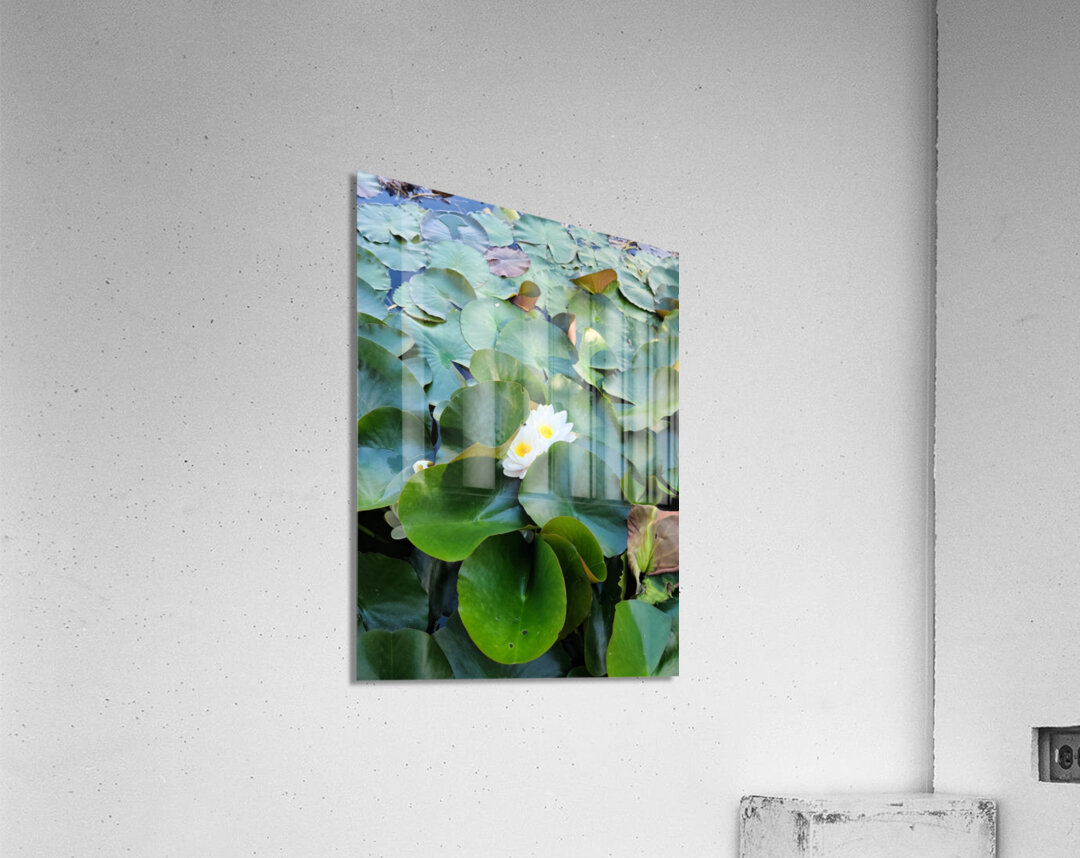 Peeping Beauty Water Lily: Harmony in the Hidden Bloom Impression acrylique