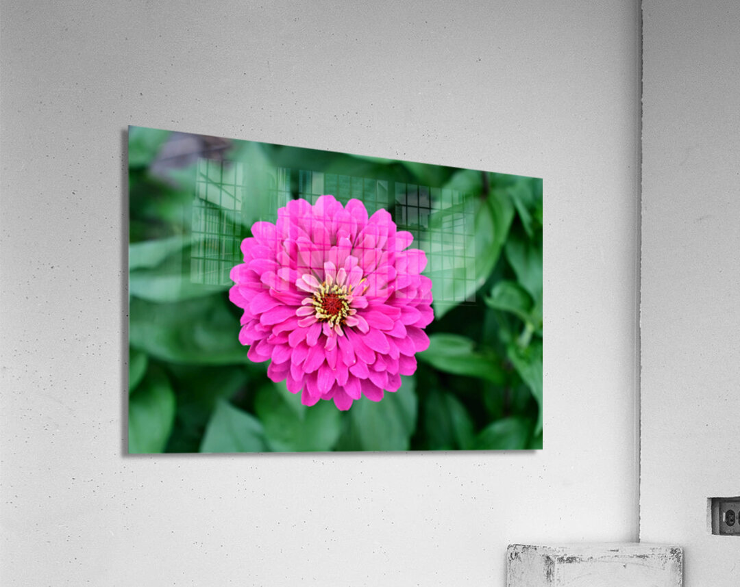 Common Zinnia with Uncommon Beauty Impression acrylique