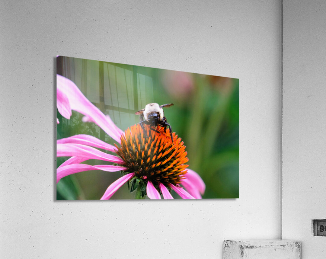 The Golden Heart of the Purple Coneflower Acrylic Print