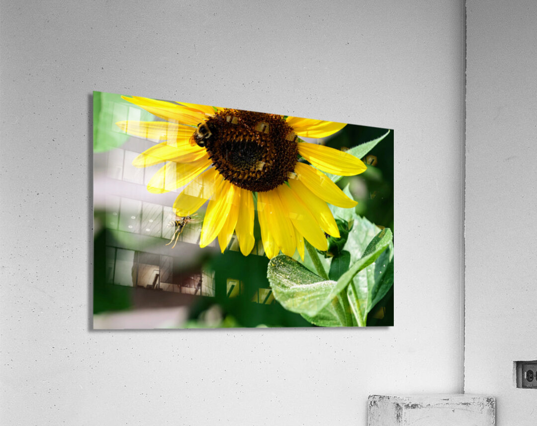 Dance of the Sunflower Spirits Impression acrylique