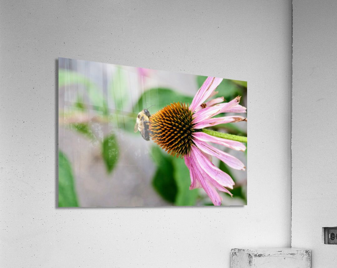 The Bee and the Purple Coneflower Acrylic Print
