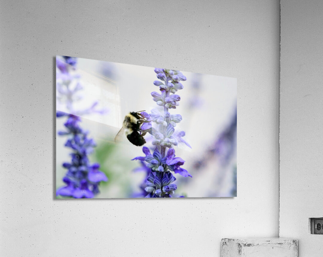Bee Salivating the Blue Salvia Acrylic Print