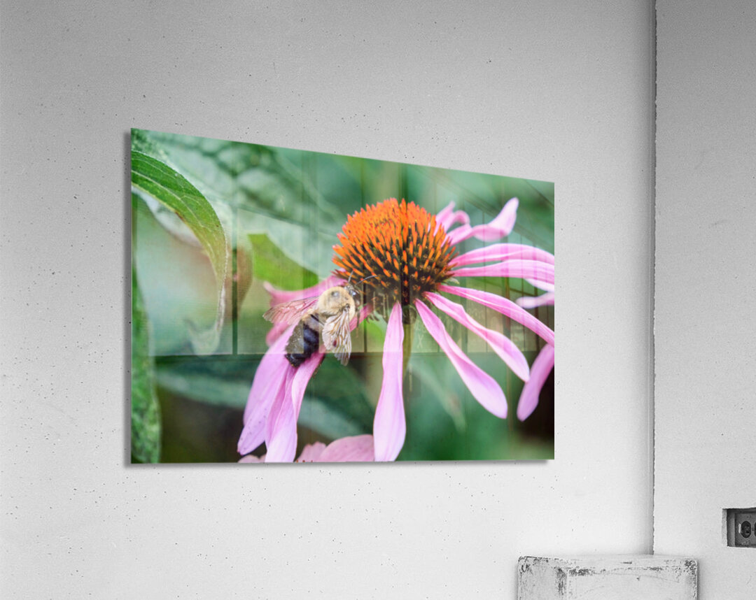 Stillness Amid the Spires of Echinacea Acrylic Print